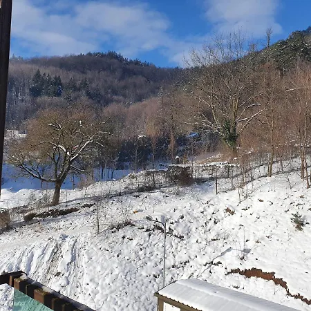 Tampa Gardens * 布拉索夫