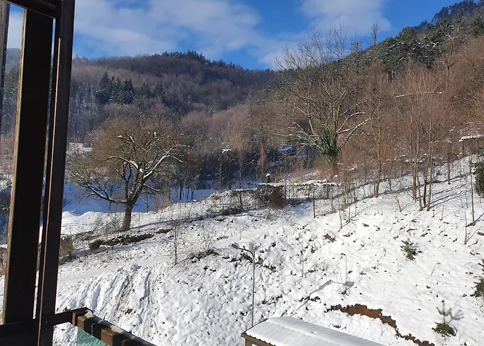 Tampa Gardens * ブラショフ